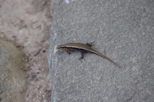 Sri Lanka Bronze Skink