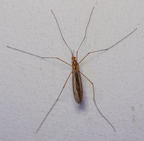 Unknown species found near Tuckahoe Village, Tuckahoe, VA 23238, USA