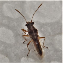 Ninidae