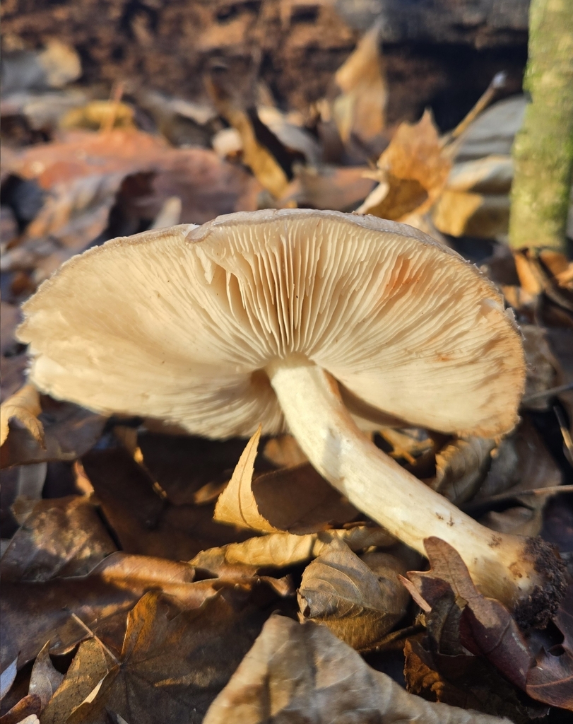 Pluteus cervinus · November 2025 · photo: © benfungi (iNaturalist, cc-by)