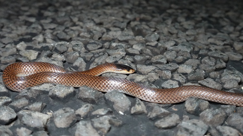 Black-naped Hooded Snake sighting