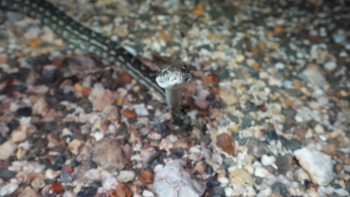 Coastal Carpet Python sighting