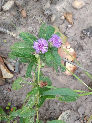 Acilepis squarrosa