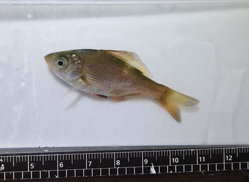 Ransonnet's surfperch (Neoditrema ransonnetii) — Embiotocidae — 5