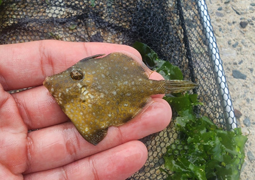 Whitespotted pygmy filefish (Rudarius ercodes) — Monacanthidae — 2