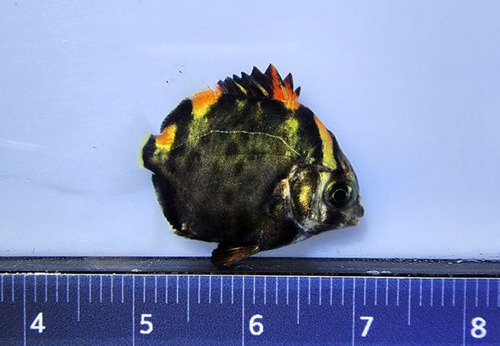 Argus fish (Scatophagus argus) — Scatophagidae — 3