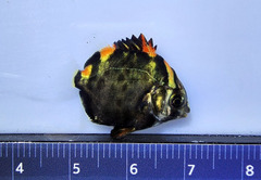 Spotted Scat photo 2