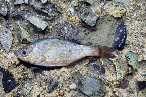 Ransonnet's surfperch (Neoditrema ransonnetii) — Embiotocidae — 3