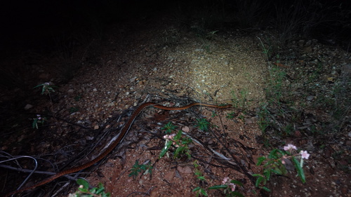 Brown Tree Snake sighting