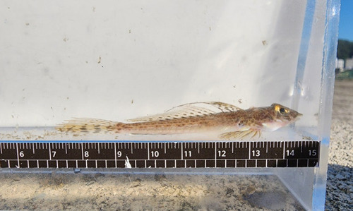 Valenciennes's dragonet (Callionymus valenciennei) — Callionymidae