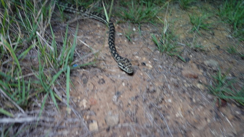 Coastal Carpet Python sighting