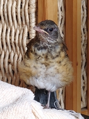 Turdus rufopalliatus