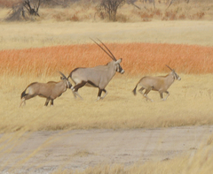 Oryx gazella
