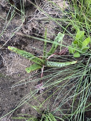 Ledebouria floribunda