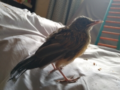 Turdus rufopalliatus