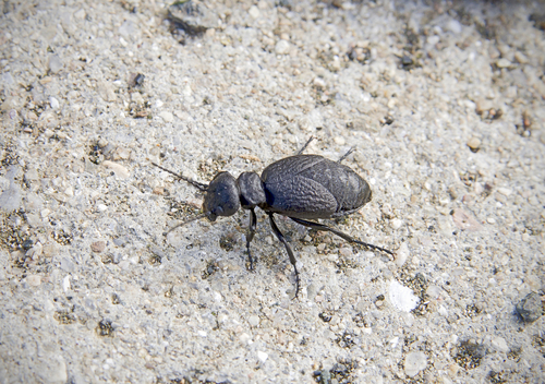 Carraleja mediterránea