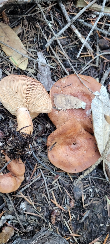 Lactarius xanthogalactus