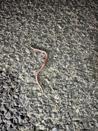 Eastern Shovel-nosed Snake sighting