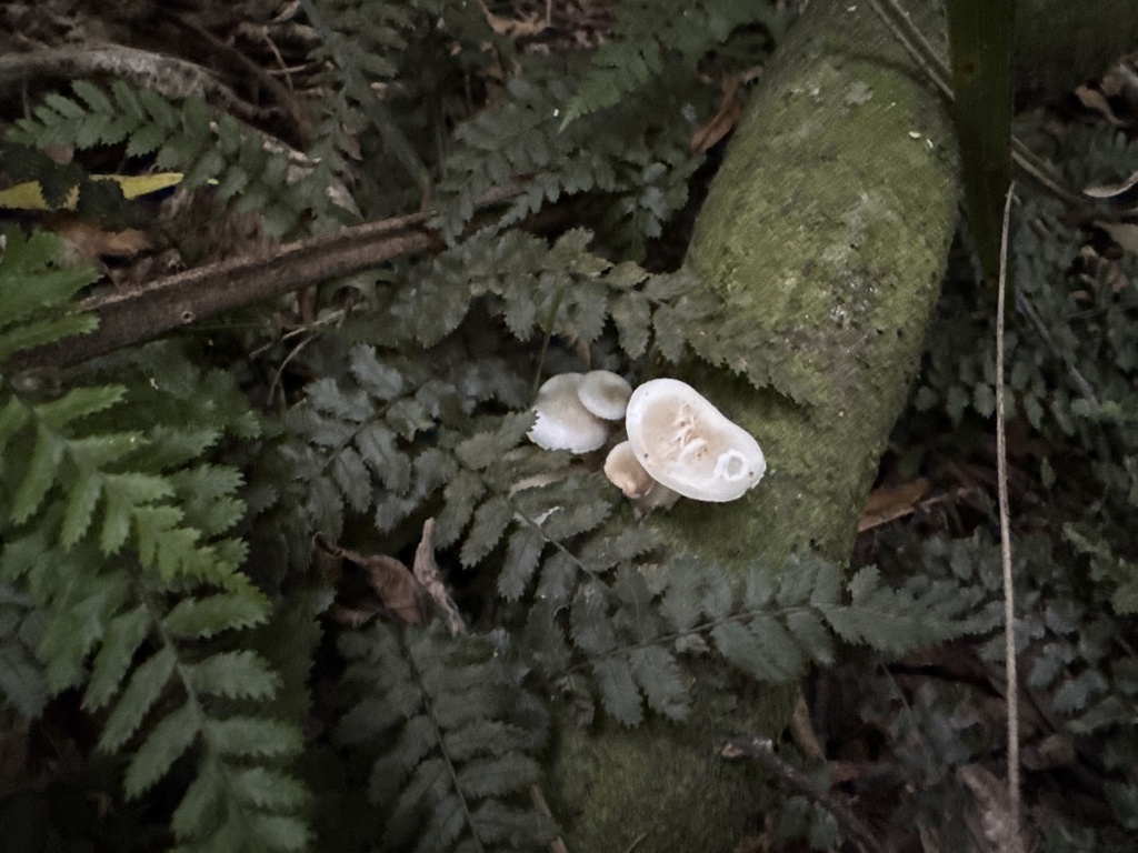 Oudemansiella australis · November 2025 · photo: © duaneg (iNaturalist, cc-by)