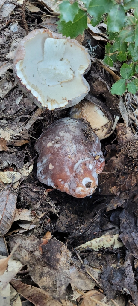 Boletus regineus