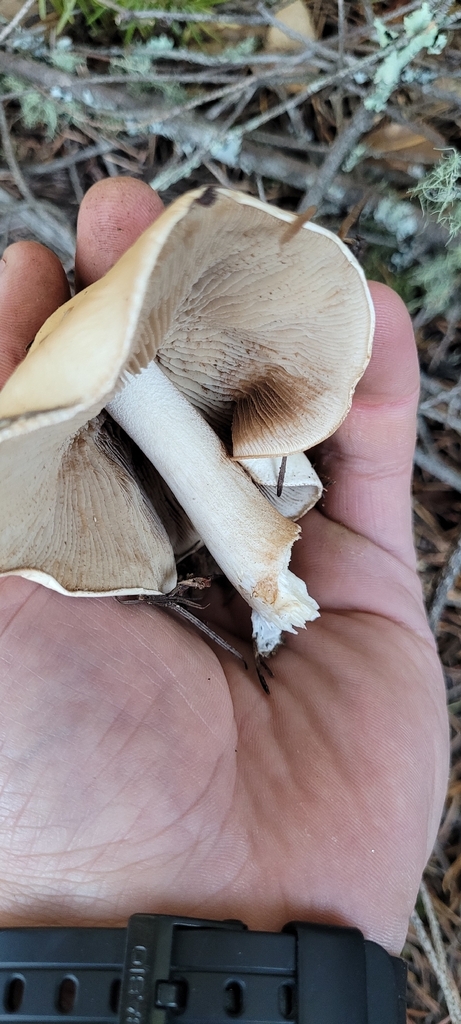 Hebeloma crustuliniforme · November 2025 · photo: © konshau (iNaturalist, cc-by)