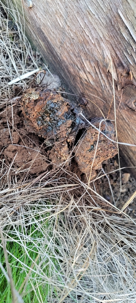 Pisolithus tinctorius · November 2025 · photo: © konshau (iNaturalist, cc-by)