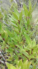 Maytenus magellanica