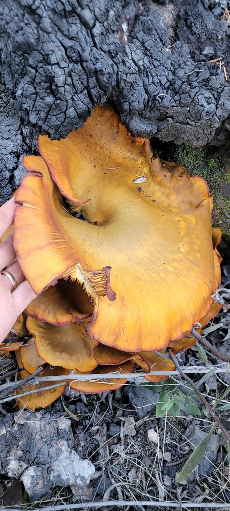 Omphalotus olivascens · November 2025 · photo: © konshau (iNaturalist, cc-by)