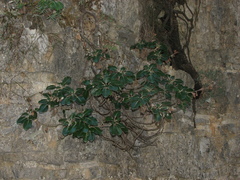 Staehelina petiolata