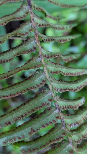 Nephrolepis brownii observed 2025-11-26