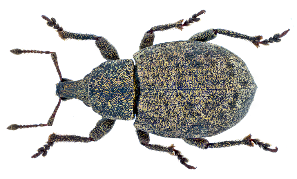 Weevil