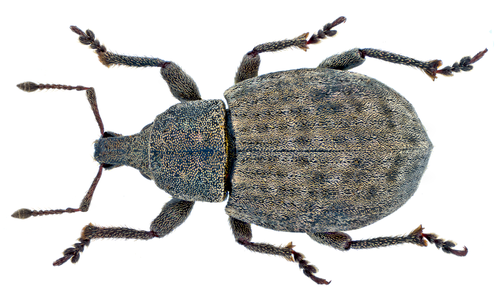 Weevil