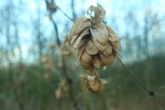 Humulus lupulus