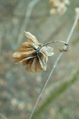 Humulus lupulus