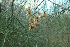 Humulus lupulus