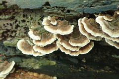 Trametes versicolor