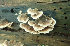 Trametes versicolor