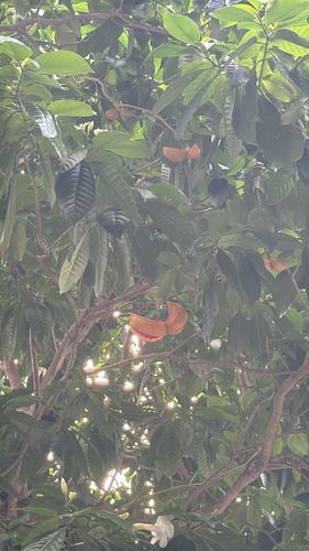 Tabernaemontana litoralis observed 2025-11-26