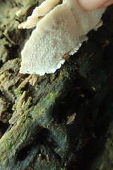 Trametes versicolor