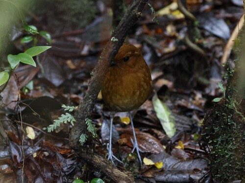 Chestnut Antpitta (Grallaria blakei), photo 3