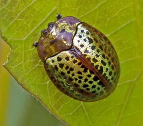 Chelymorpha cribraria (Fabricius, 1775)