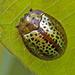 Common Sieve Tortoise Beetle - Photo (c) Richard  Crook, some rights reserved (CC BY-NC-SA)