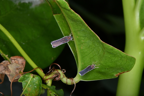 Neoproutista pseudoalbicosta, 2025-11-27