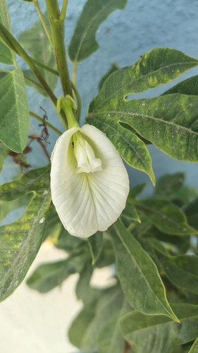 White Butterfly Pea