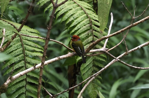 Lulu's Tody-Flycatcher (Poecilotriccus luluae), photo 4