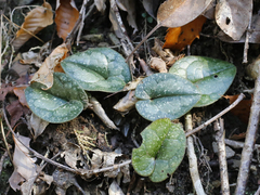 Asarum rigescens brachypodion