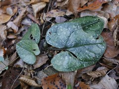 Asarum rigescens brachypodion