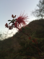Calliandra peninsularis