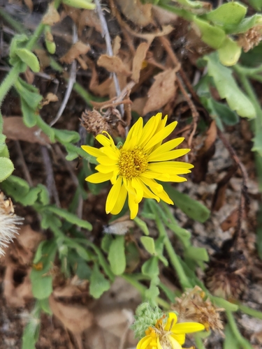 Cape Tansy-aster (Xanthisma arenarium)