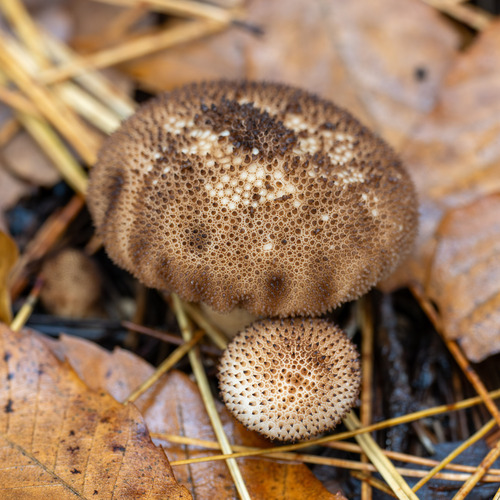 Lycoperdon
